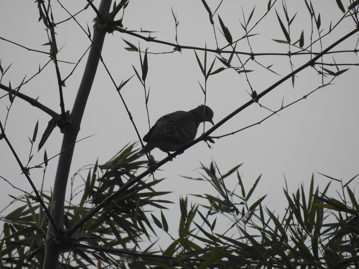 Oriental Turtle-Dove - ML80925671