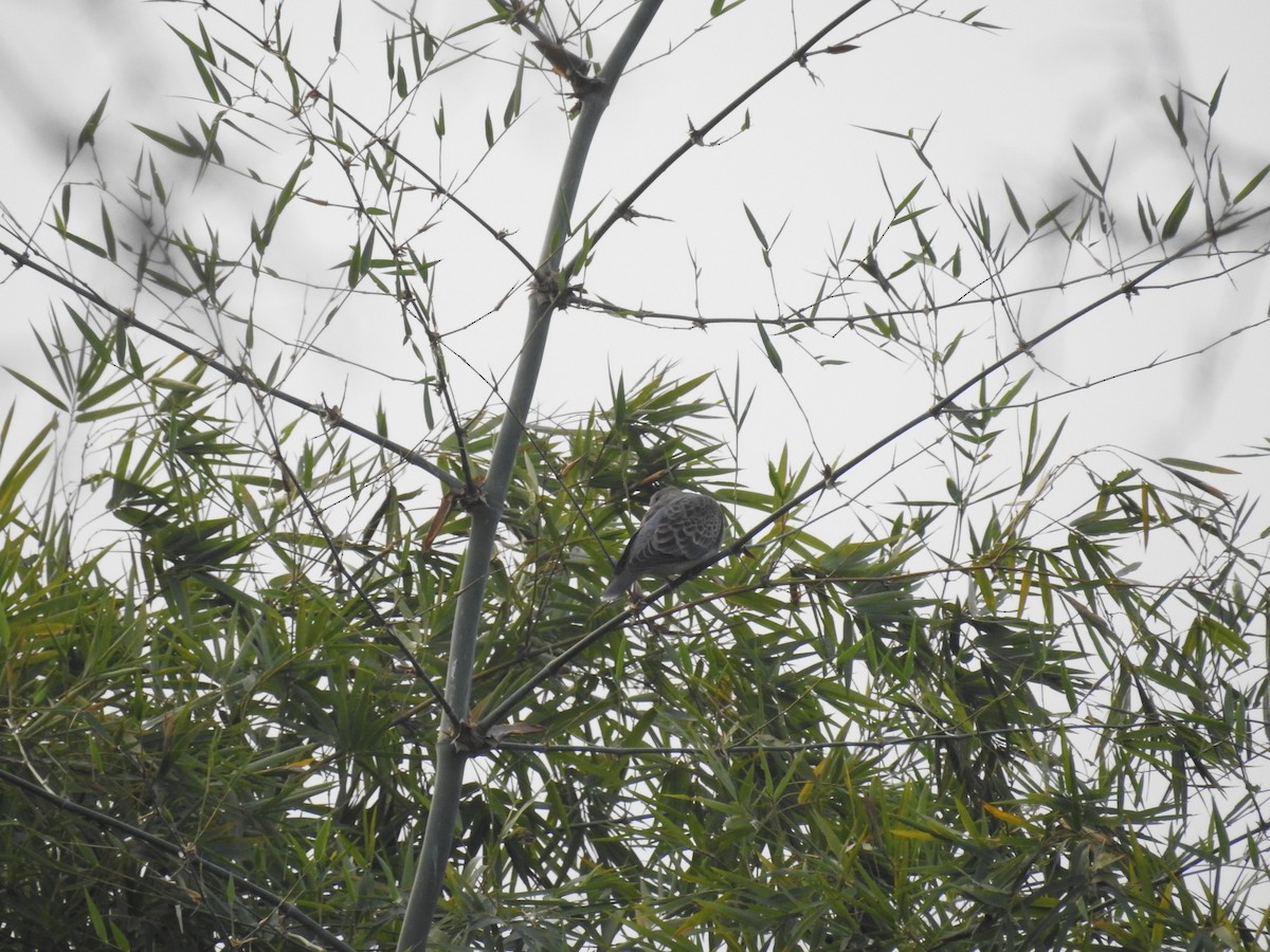 Oriental Turtle-Dove - ML80925691