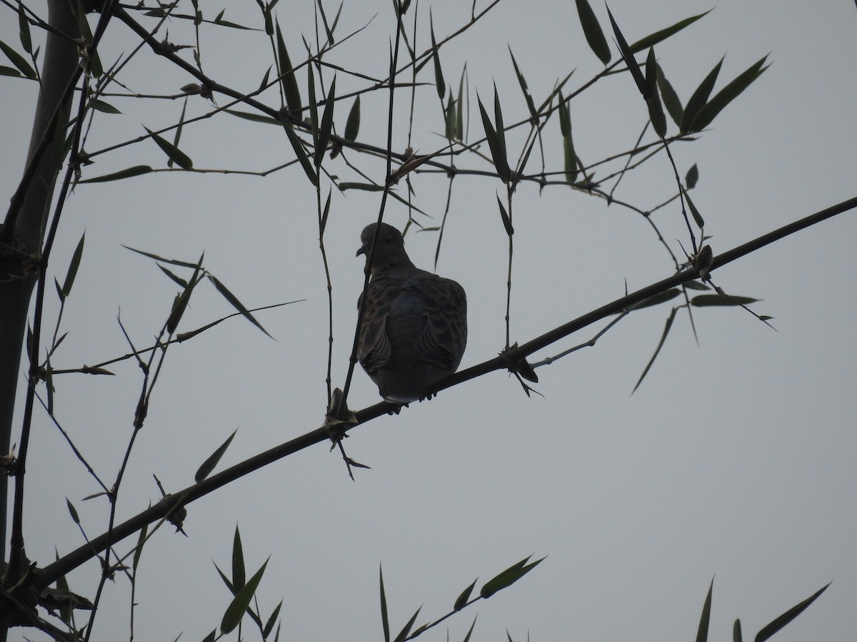 Oriental Turtle-Dove - ML80925761