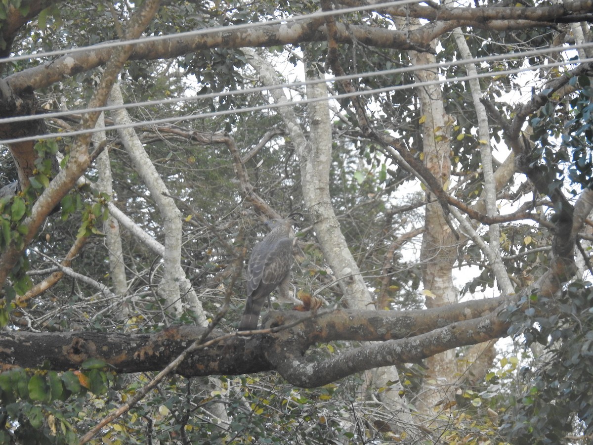 Changeable Hawk-Eagle (Crested) - ML80925771