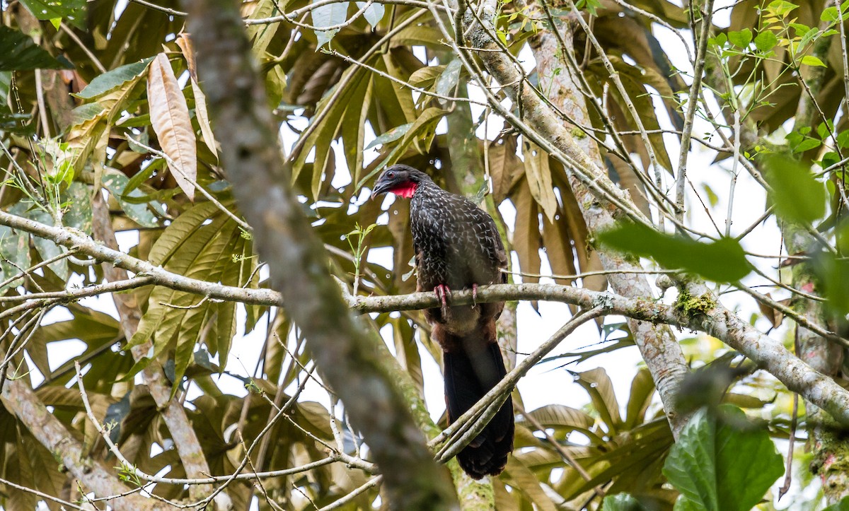 Cauca Guan - ML80927381