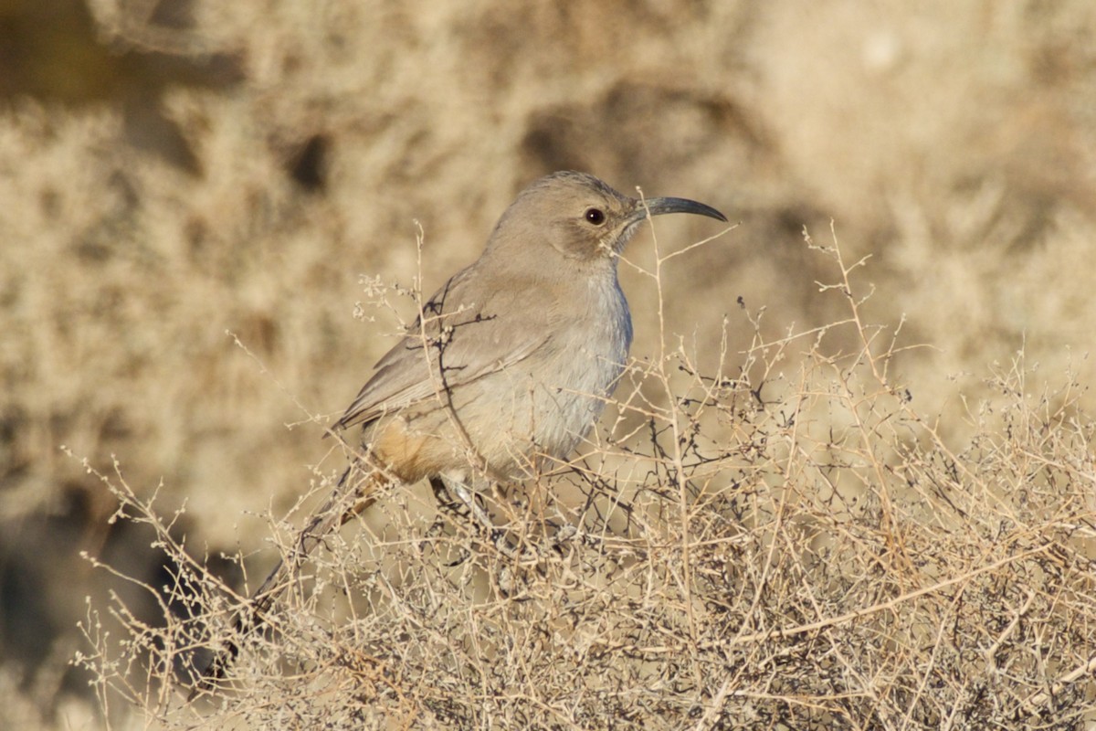 LeConte's Thrasher - ML80929221