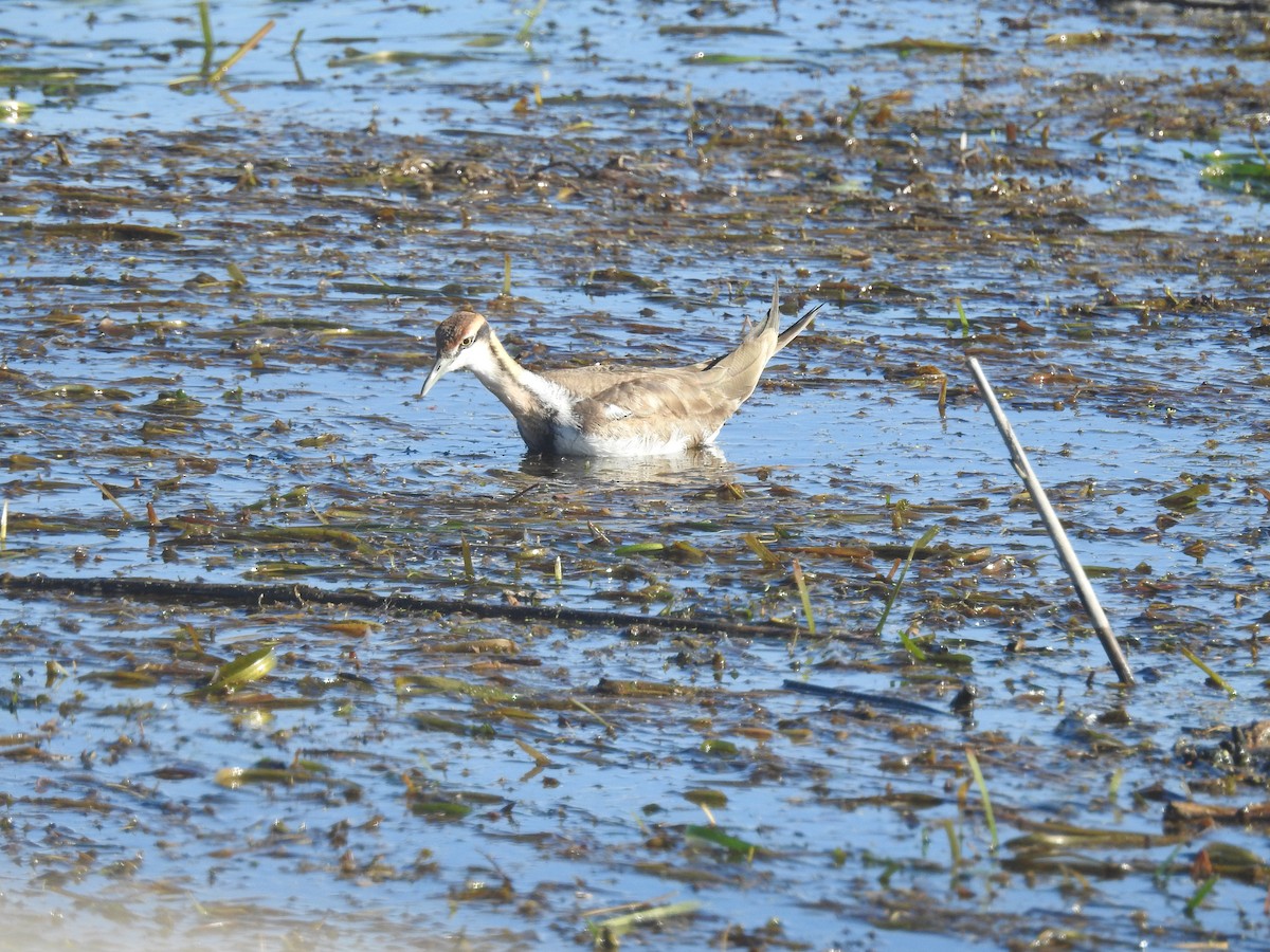 Pheasant-tailed Jacana - ML80930401