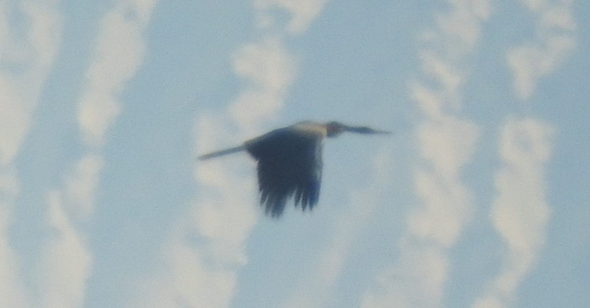 anhinga indomalajská - ML80930611