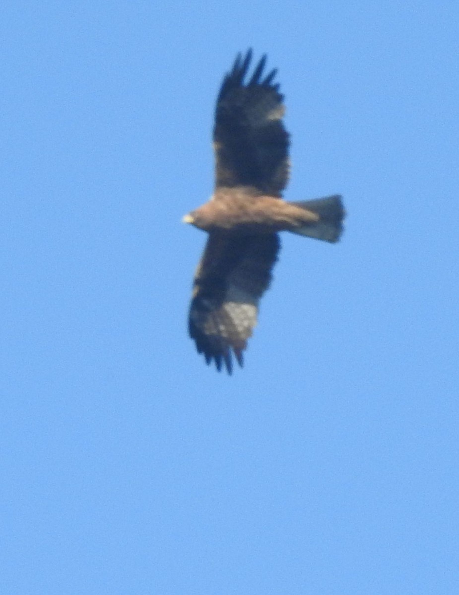 Booted Eagle - Praveen J