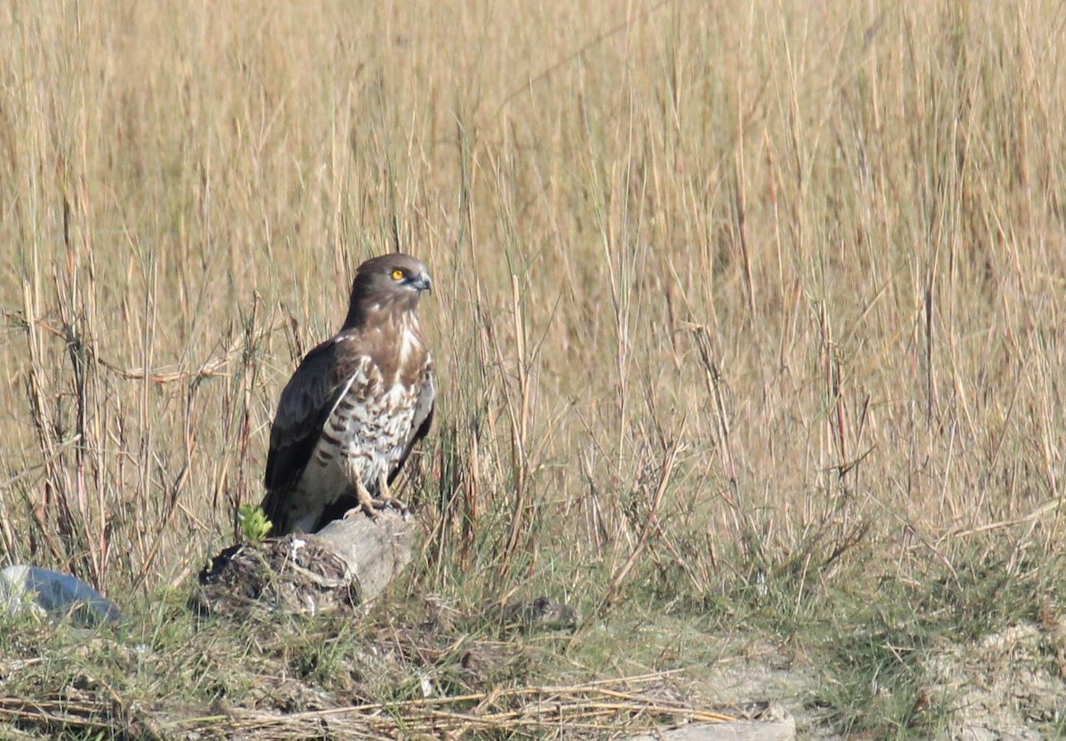 Short-toed Snake-Eagle - ML80930741