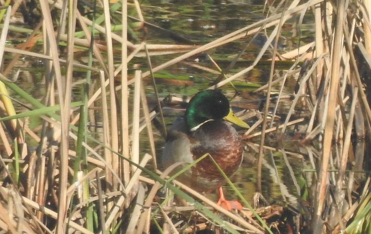 Canard colvert - ML80930781