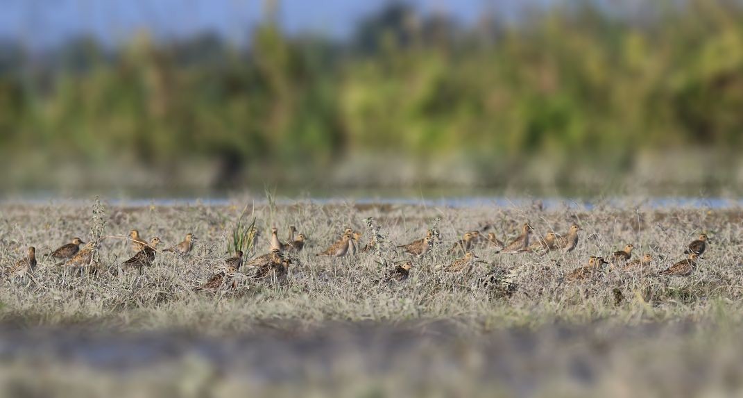 Pacific Golden-Plover - ML80930801