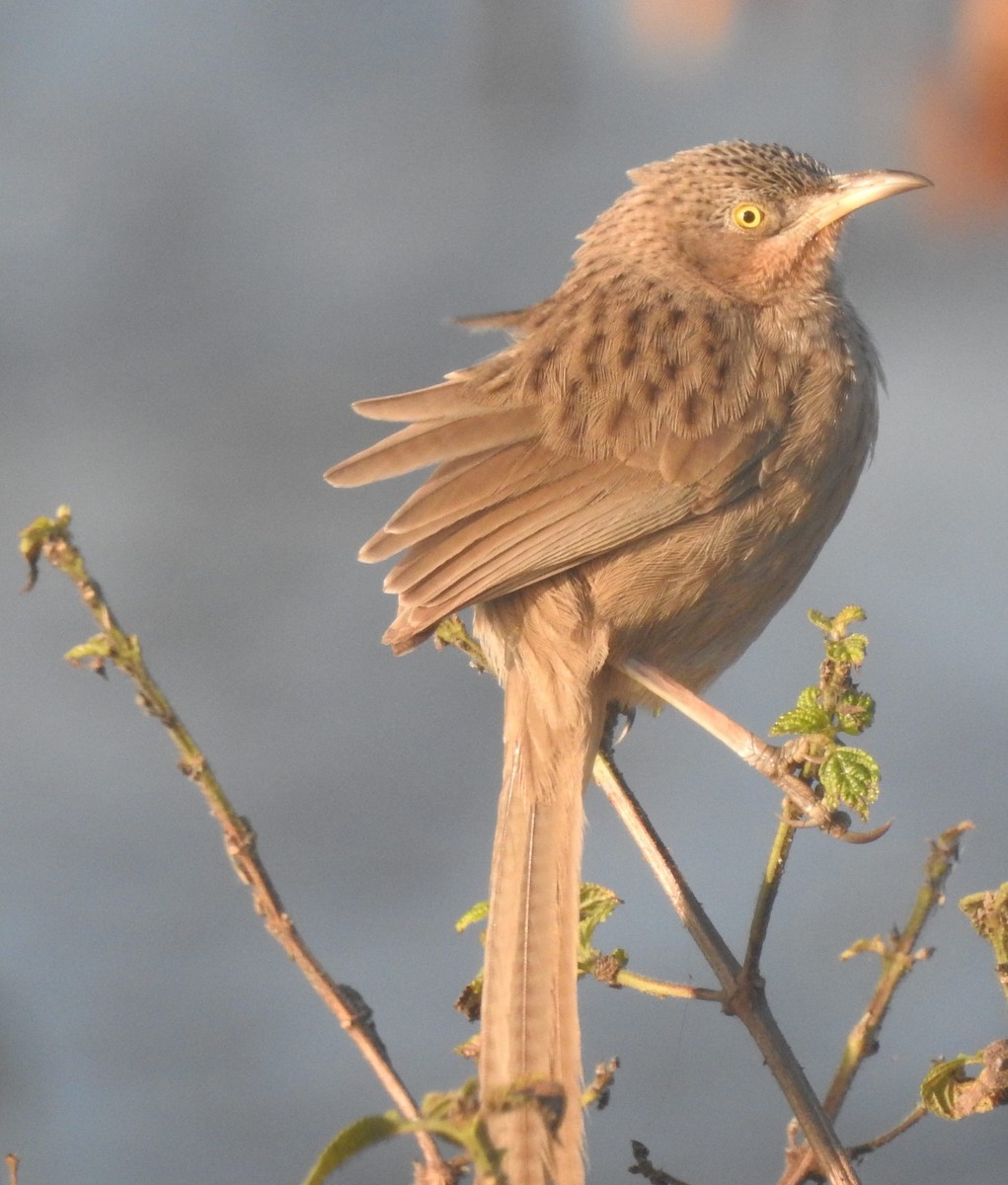 Striated Babbler - Praveen J