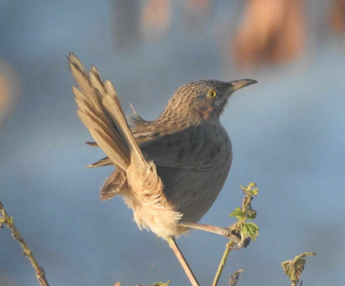 Striated Babbler - Praveen J