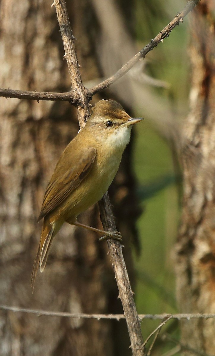 Paddyfield Warbler - Albin Jacob