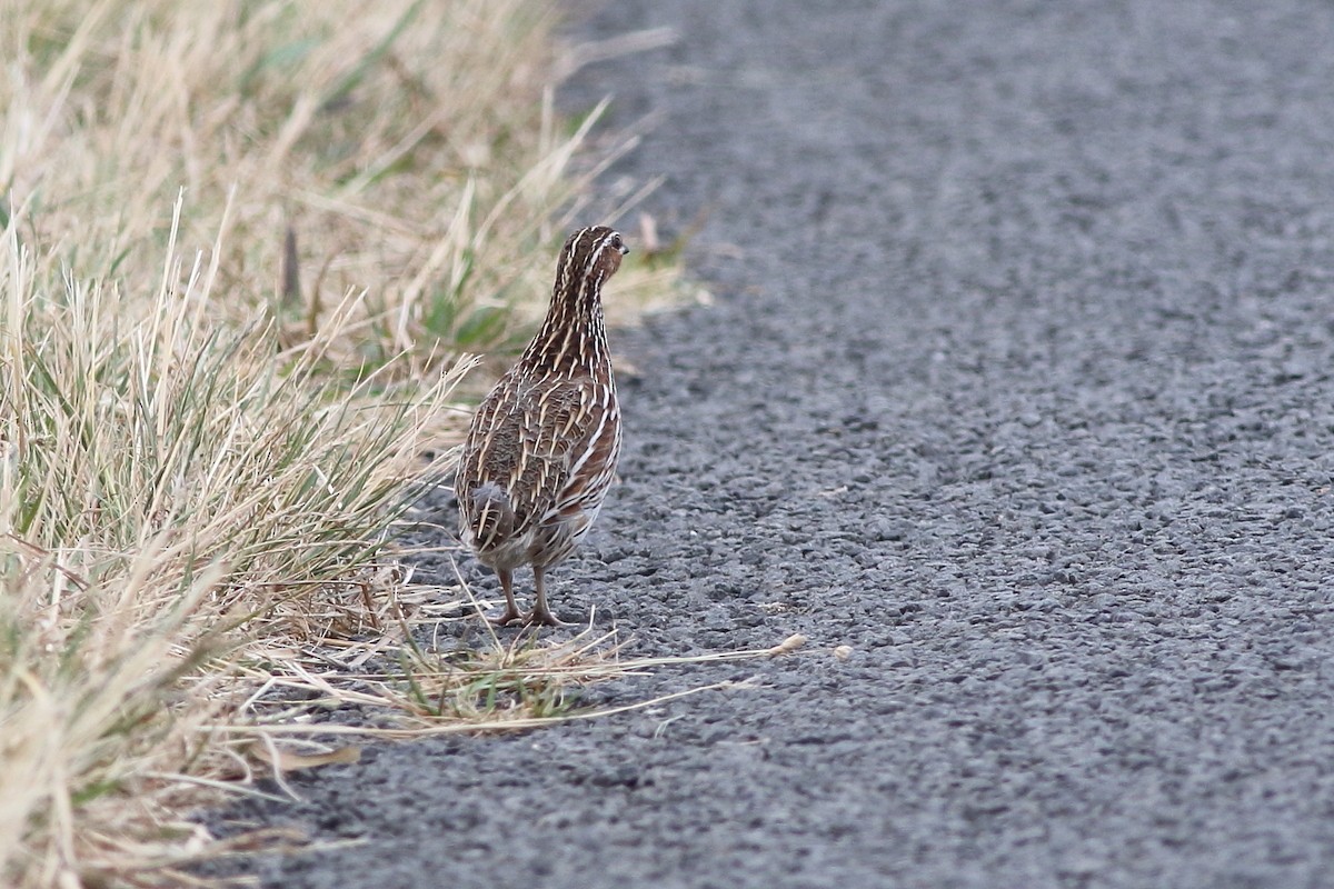 Stubble Quail - ML80934881