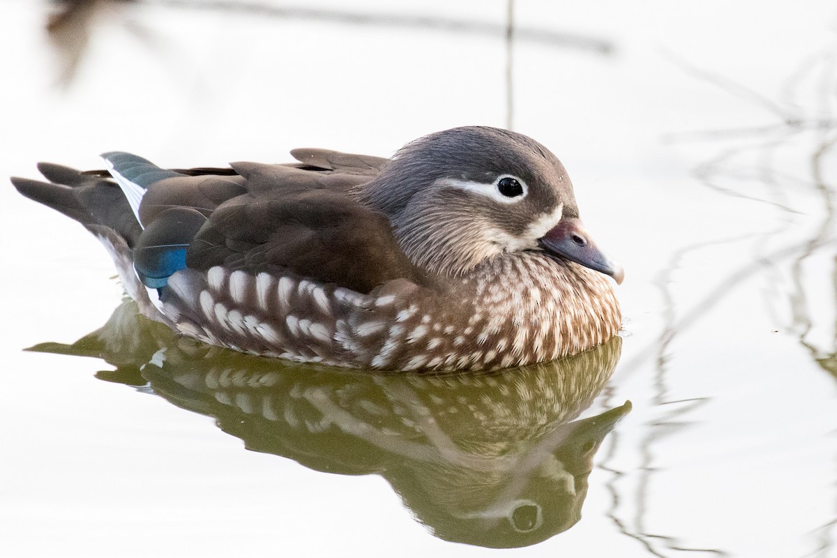 Mandarin Duck - Garrett Lau