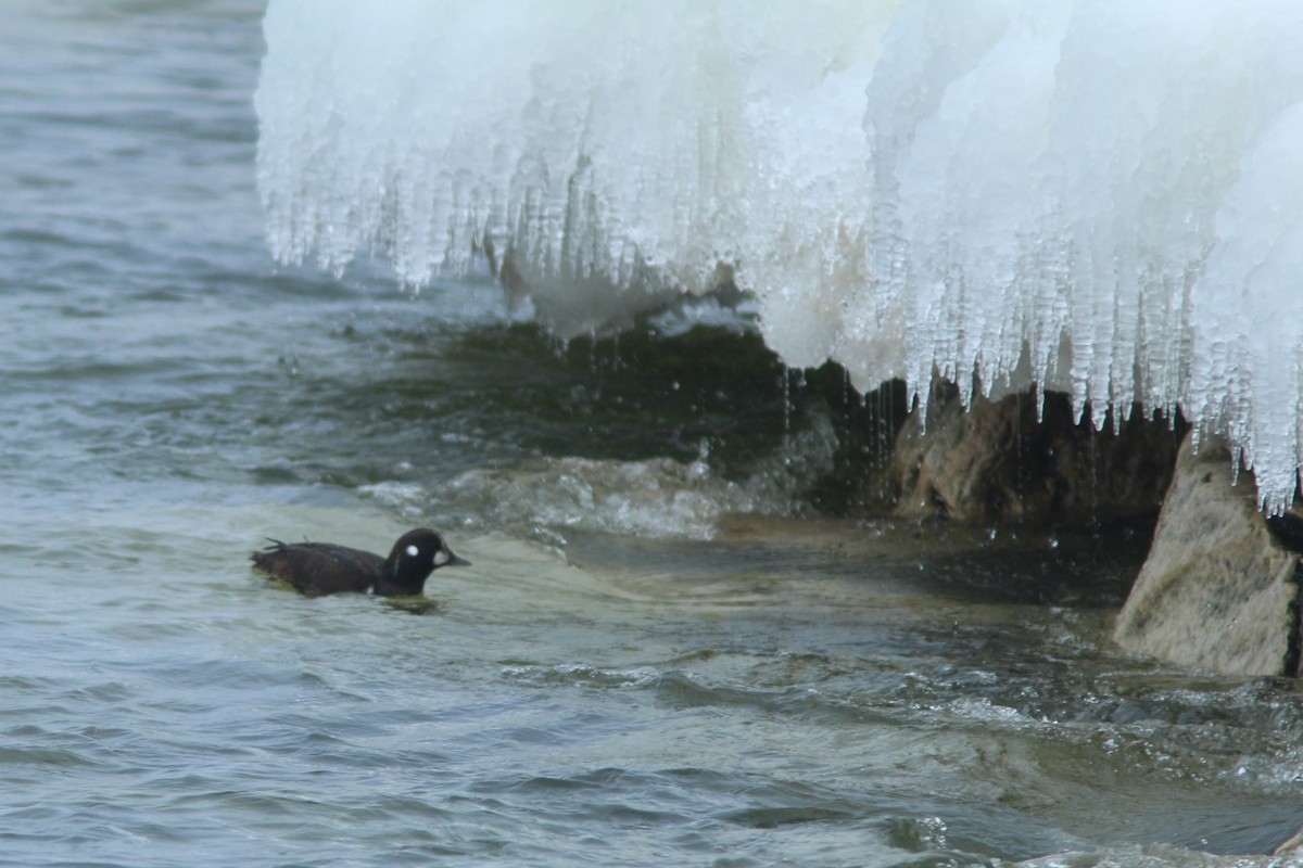 Harlequin Duck - Mike Cook