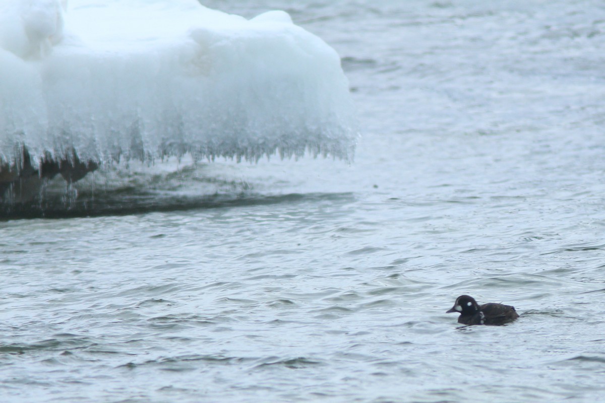 Harlequin Duck - Mike Cook