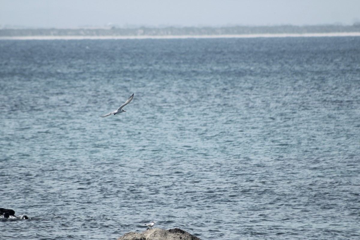 Great Crested Tern - ML80936801