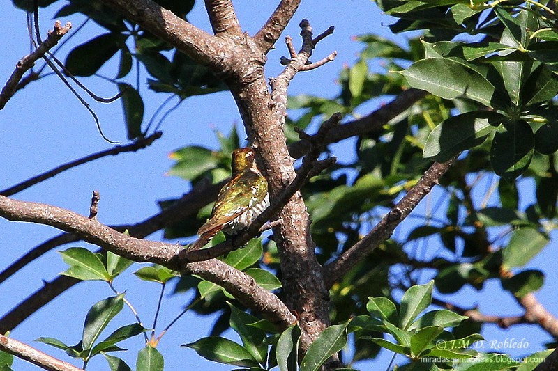 Dideric Cuckoo - ML80937191