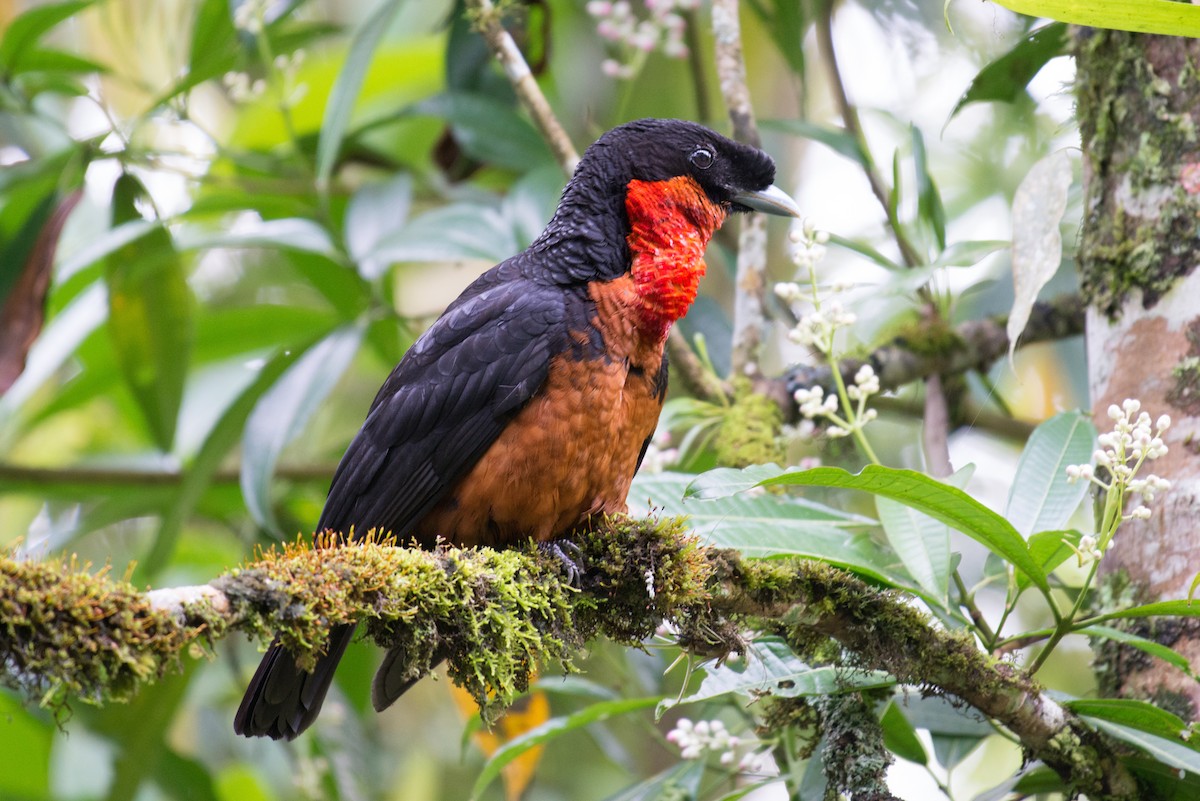 Red-ruffed Fruitcrow - ML80939121