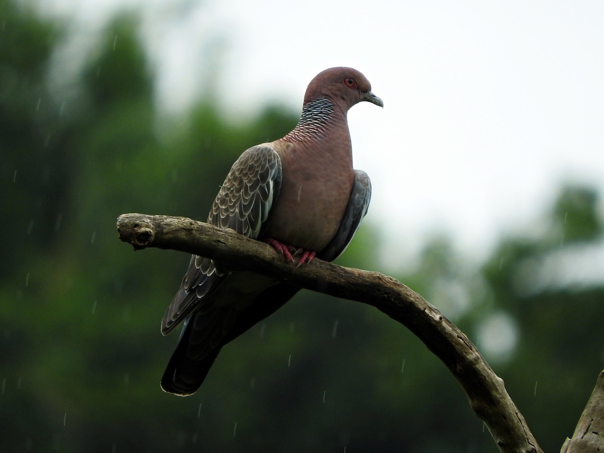 Picazuro Pigeon - Juliano Gomes