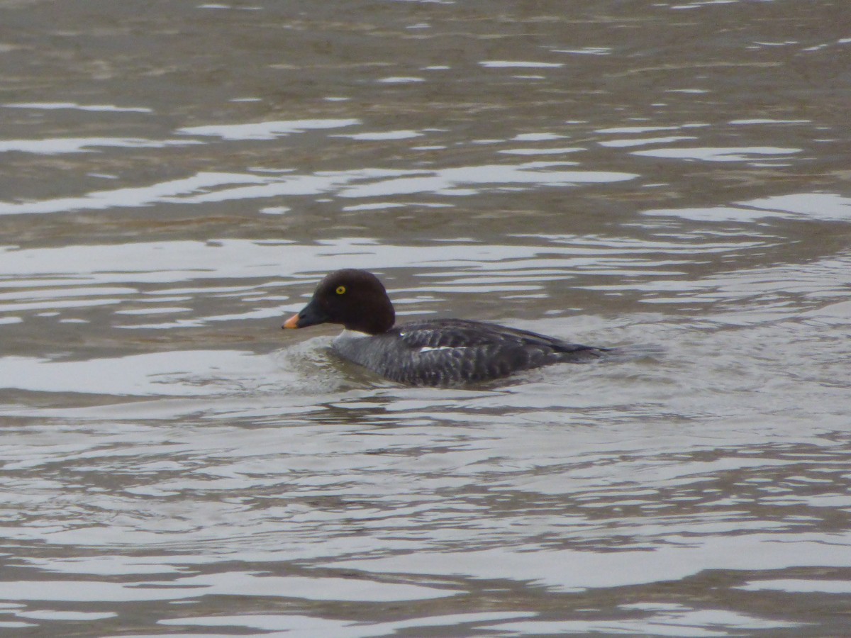 Common Goldeneye - Philip Steiner