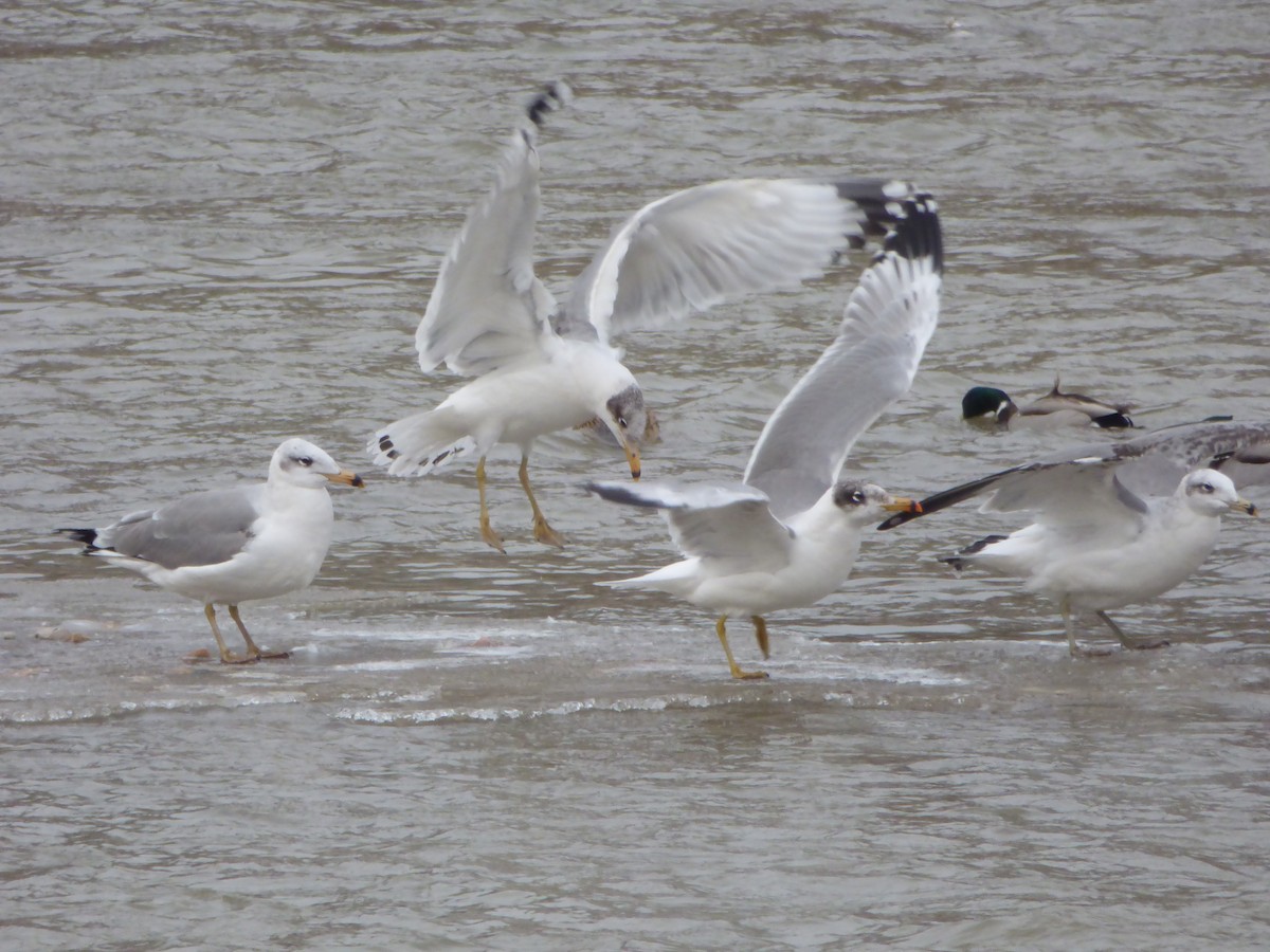 Pallas's Gull - Philip Steiner