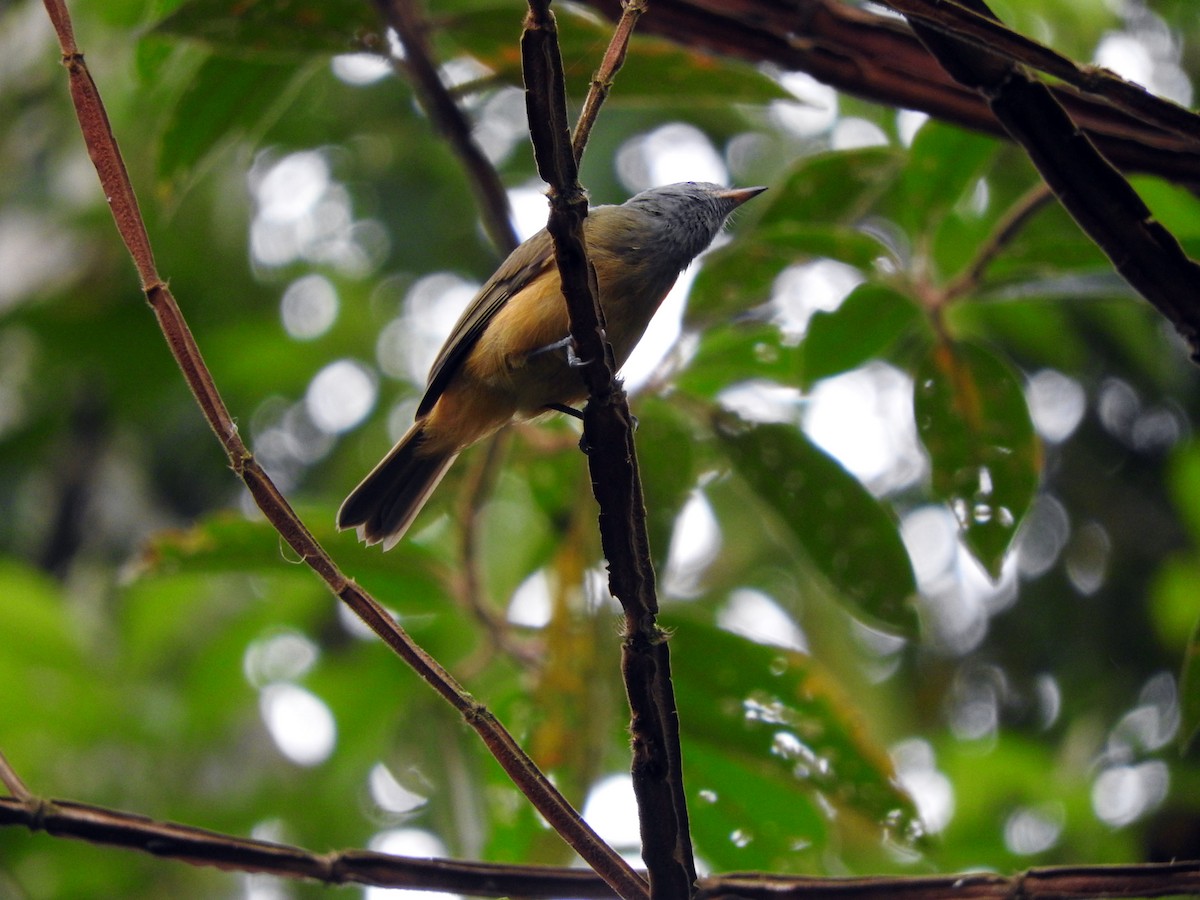 Gray-hooded Flycatcher - ML80939891