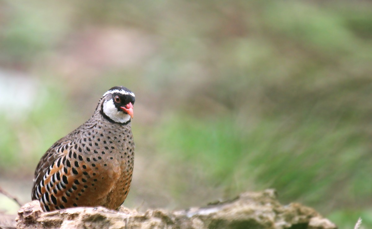 Painted Bush-Quail - ML80940091