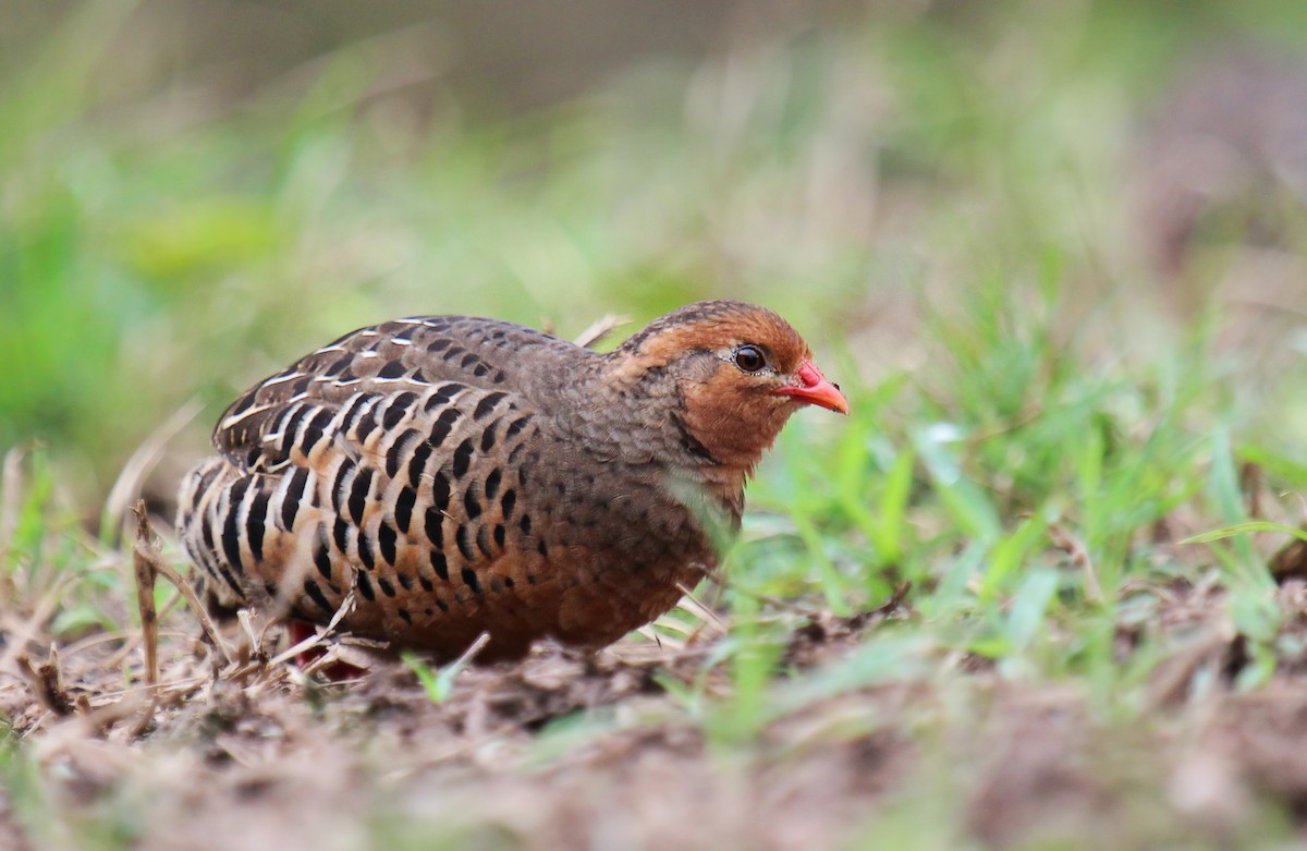 Painted Bush-Quail - ML80940111