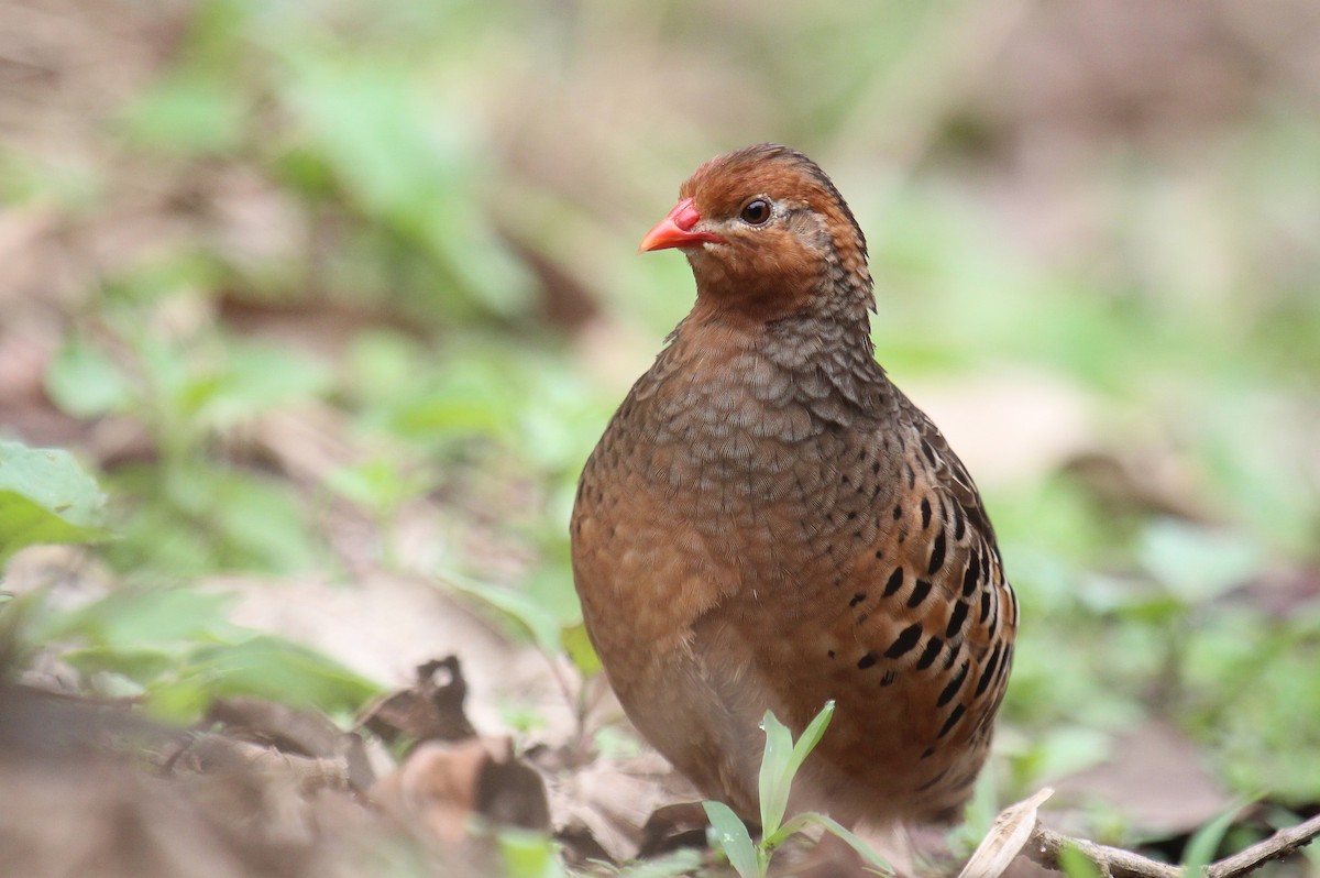 Painted Bush-Quail - ML80940121