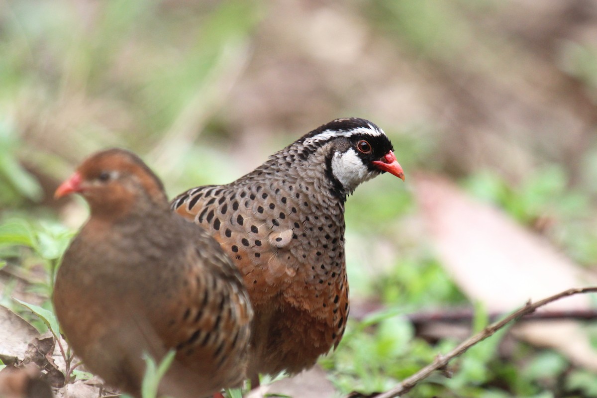 Painted Bush-Quail - ML80940151