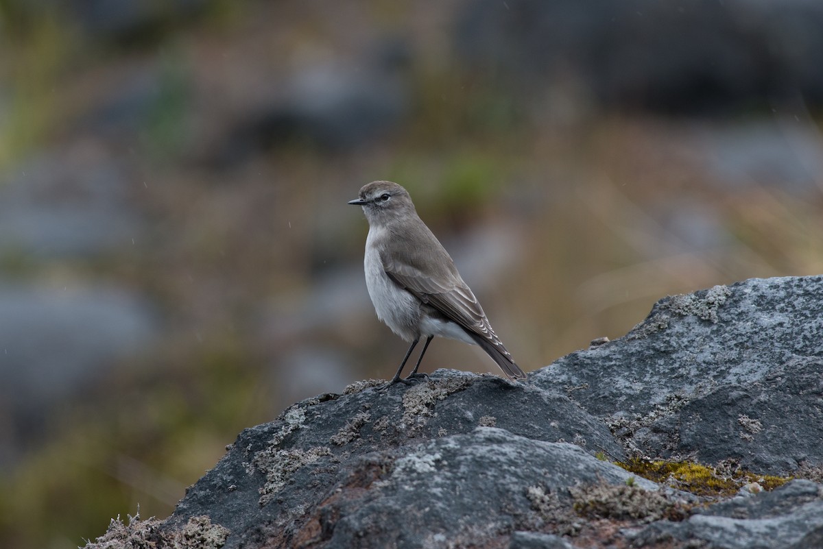 Plain-capped Ground-Tyrant - John C. Mittermeier