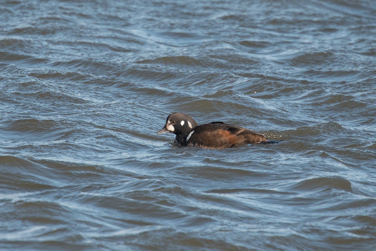 Harlequin Duck - ML80944241