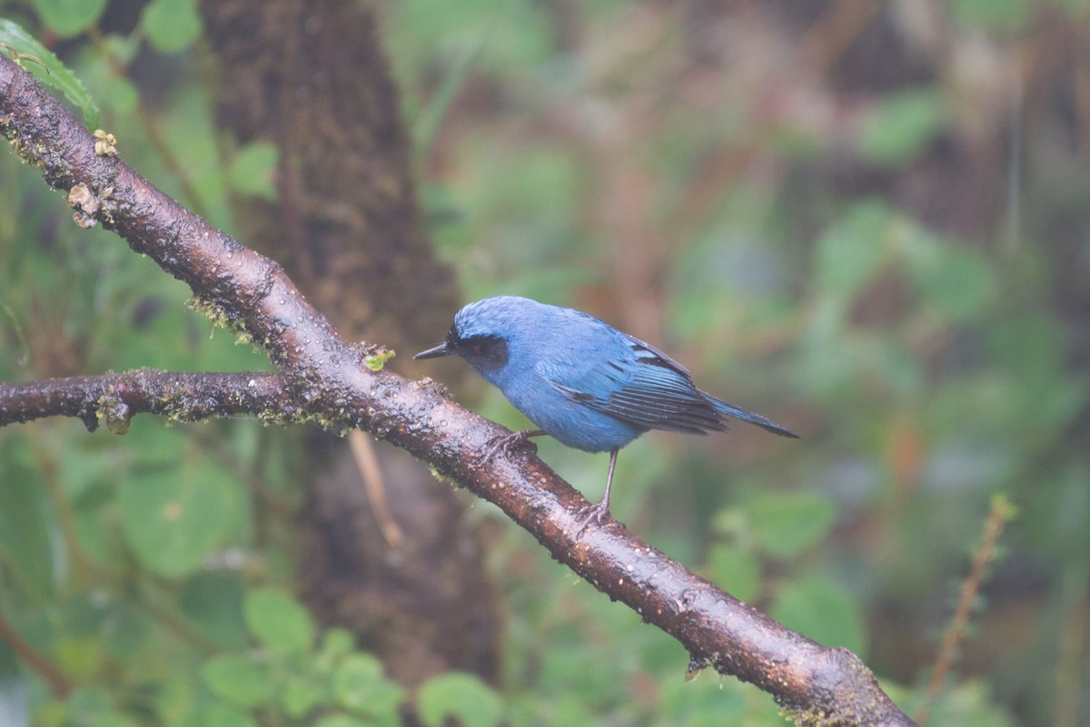 Masked Flowerpiercer - ML80945671