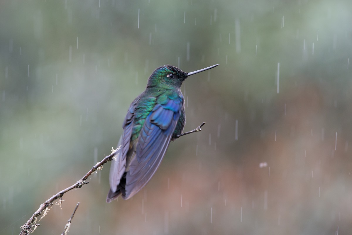 Colibrí Aliazul - ML80945711