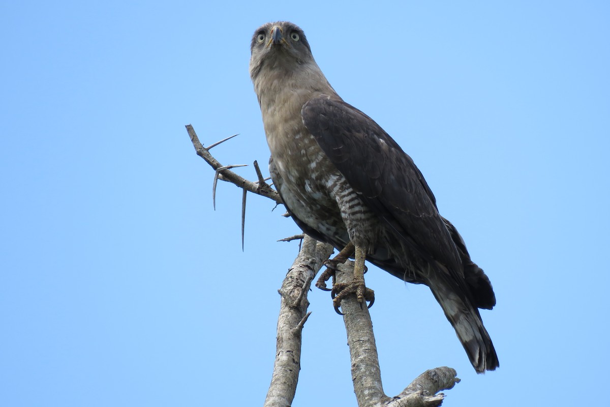 Fasciated Snake-Eagle - Shane Sumasgutner