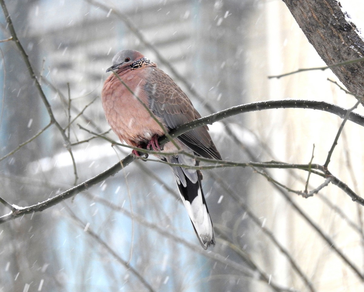 珠頸斑鳩 - ML80946421