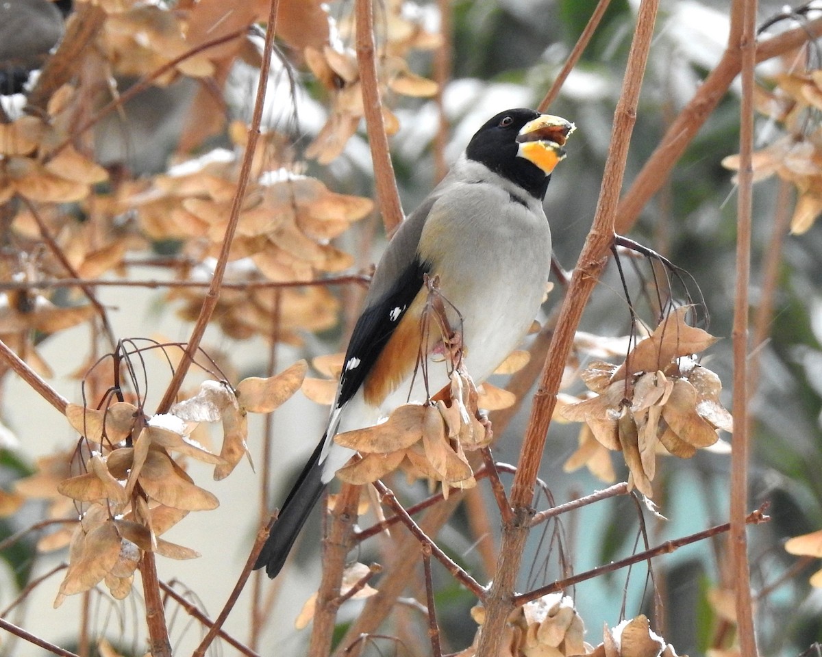 Yellow-billed Grosbeak - Scott Young