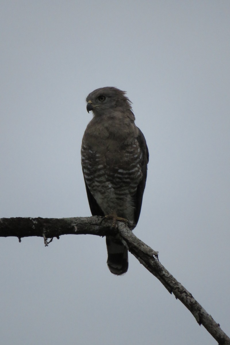 Fasciated Snake-Eagle - Shane Sumasgutner