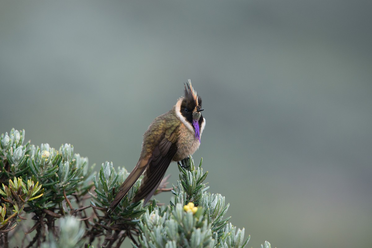 Buffy Helmetcrest - ML80947471