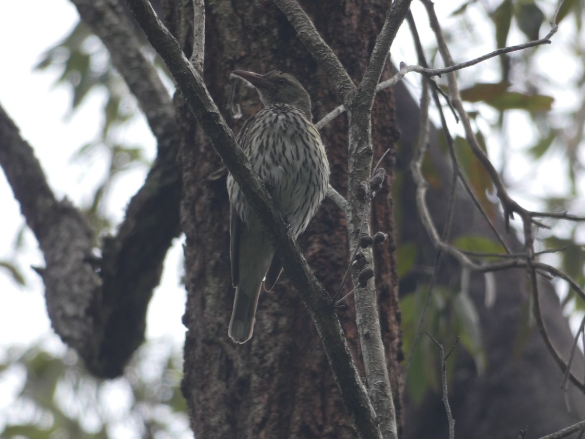 Olive-backed Oriole - ML80948811