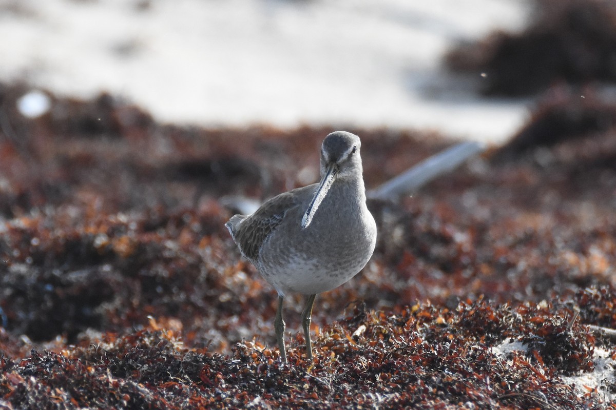 Long-billed Dowitcher - ML80948841