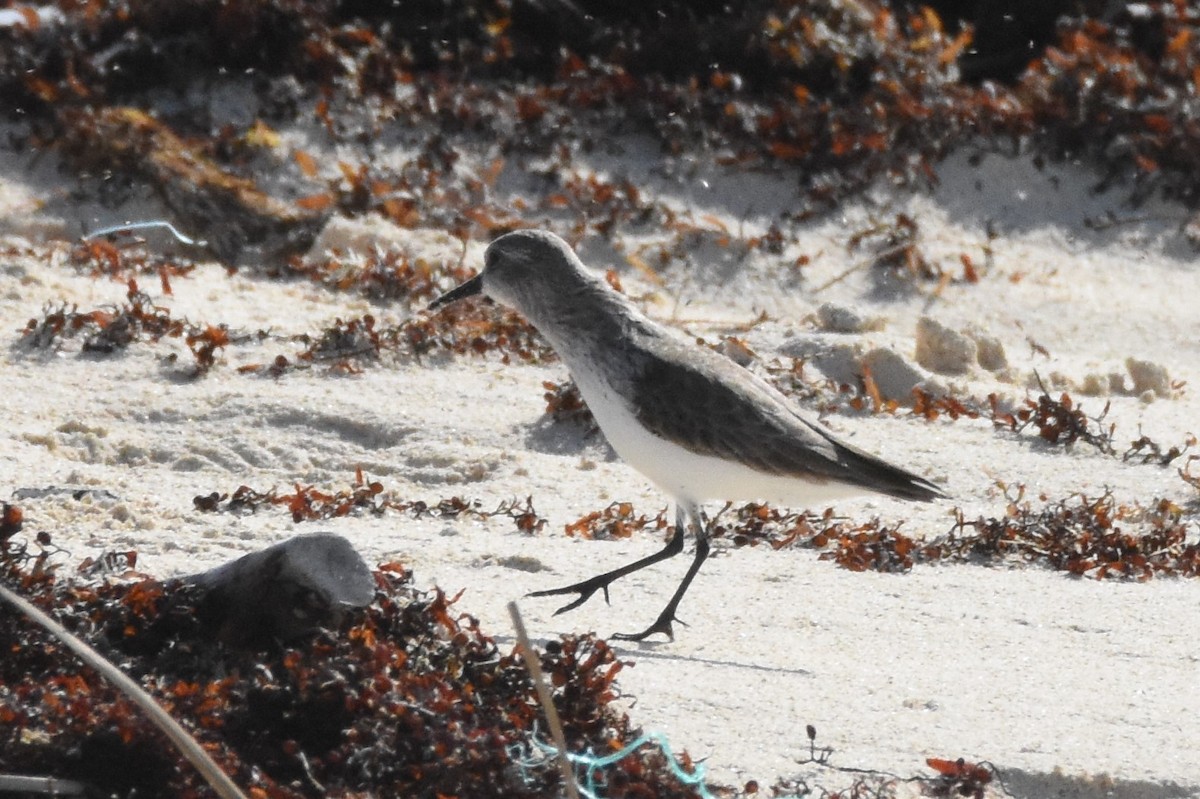 Western Sandpiper - Andrew Dobson