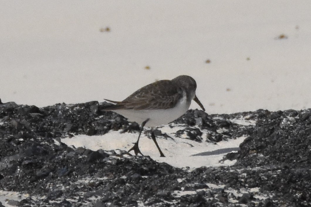 Western Sandpiper - ML80949561