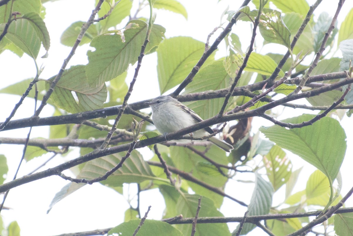 Tyranneau à queue blanche - ML80949581