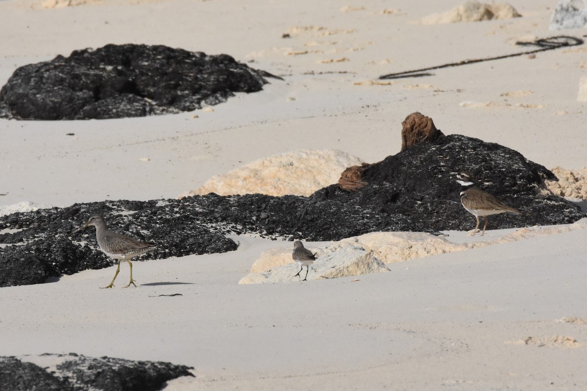 Western Sandpiper - ML80949591