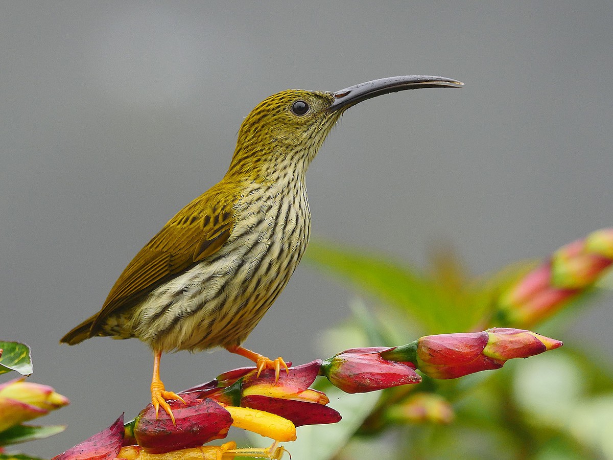 Streaked Spiderhunter - Kai Soon Chan
