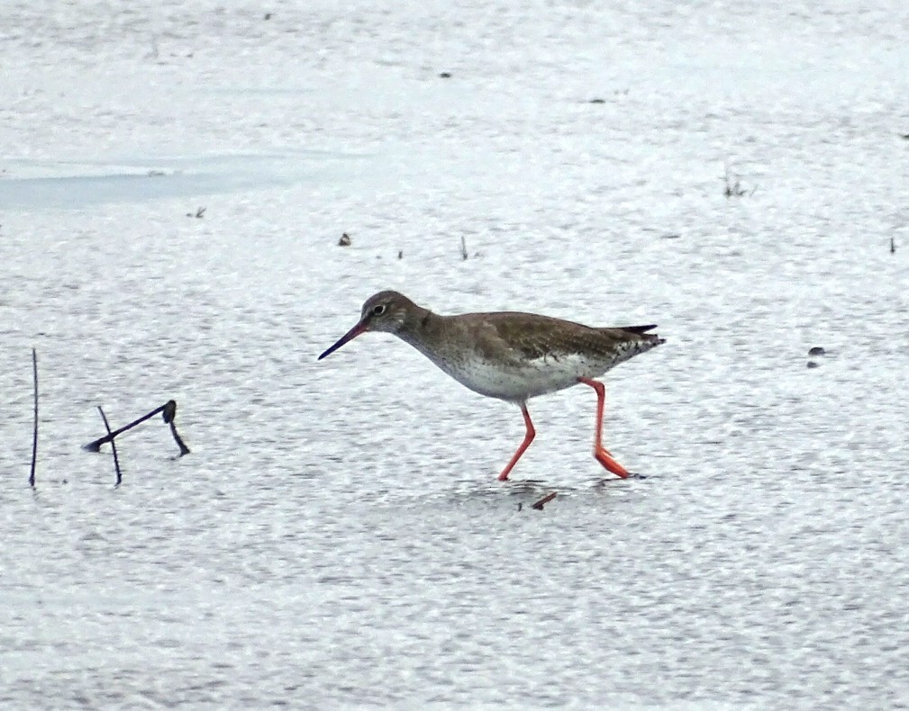 Common Redshank - u7 Liao