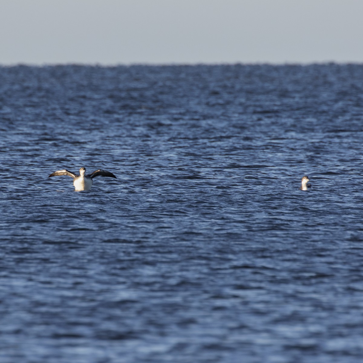 Common Loon - ML80950711