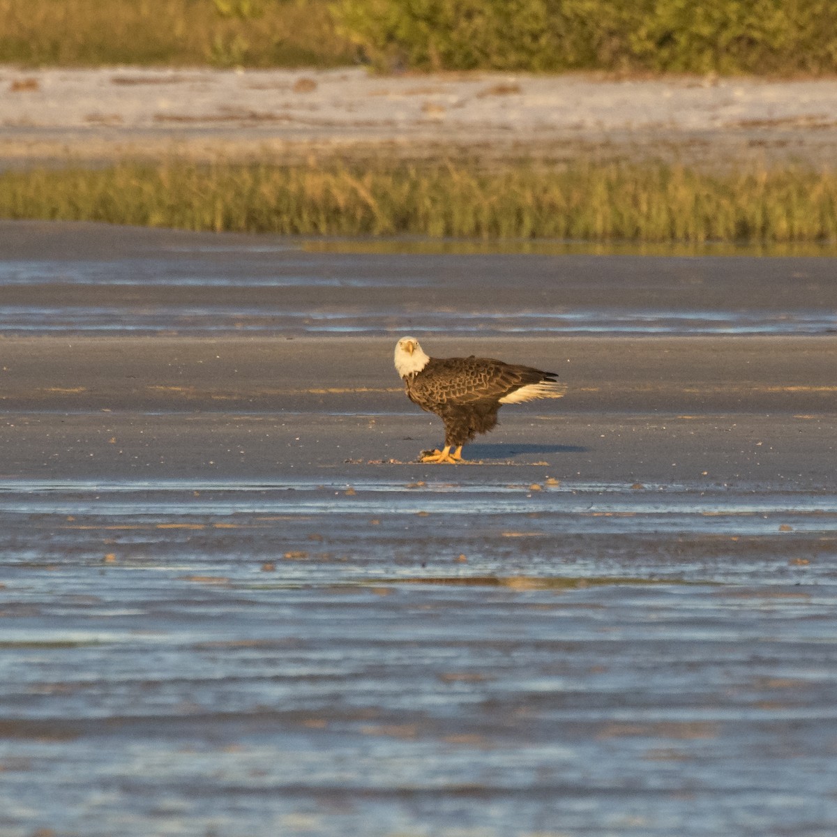 Bald Eagle - ML80951061