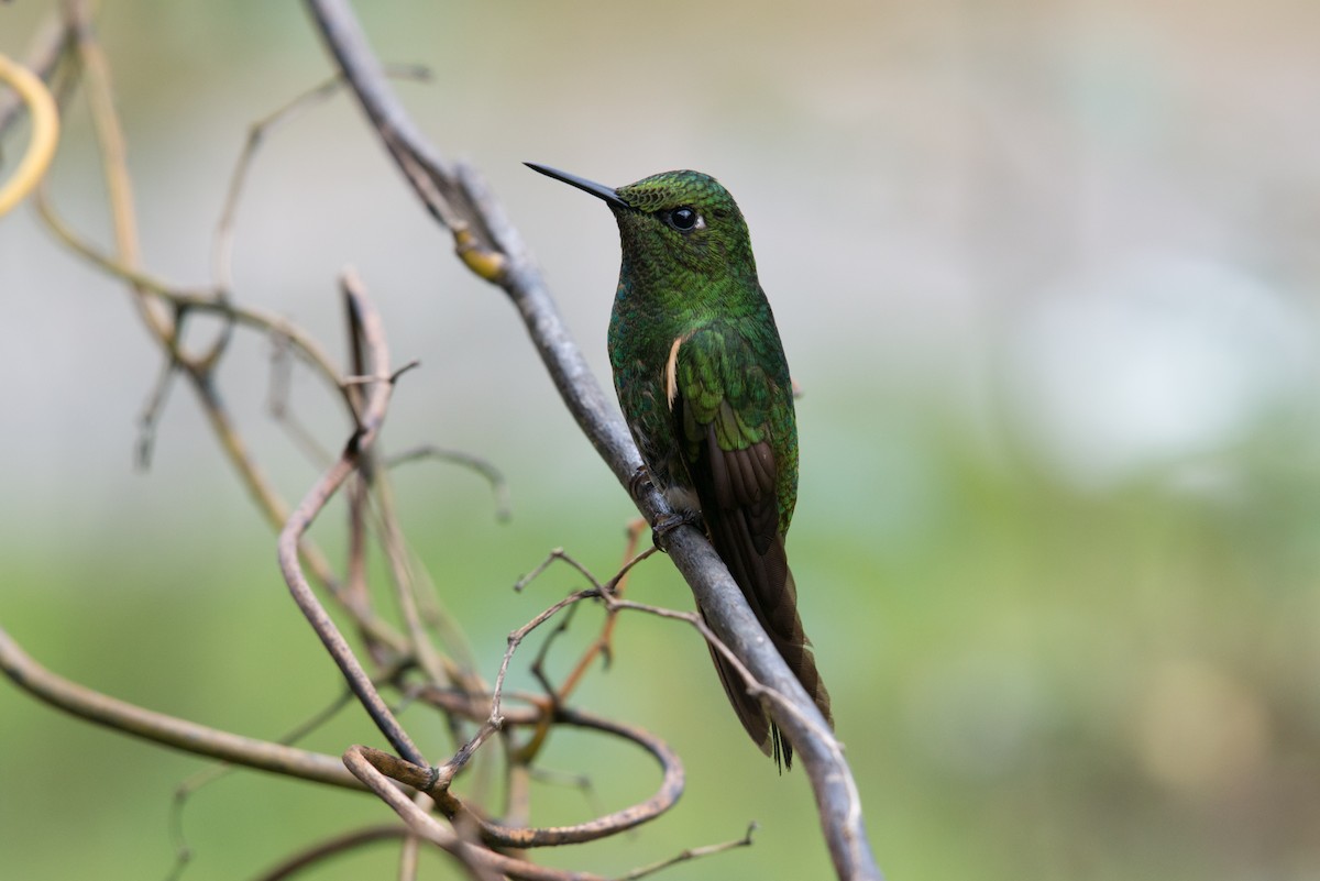 Buff-tailed Coronet - John C. Mittermeier